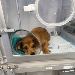 Image post by @northmeckanimalrescue on Instagram