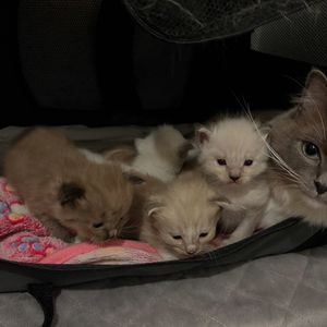 Image post by @brunrik.and.pyrene.ragdolls on Instagram