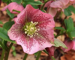 Image post by @ahs_gardening on Instagram