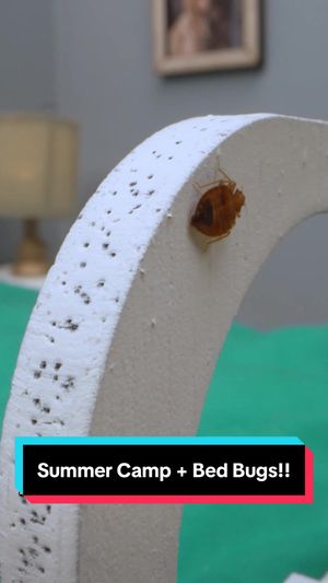 Video post by @bugbustersusa on TikTok