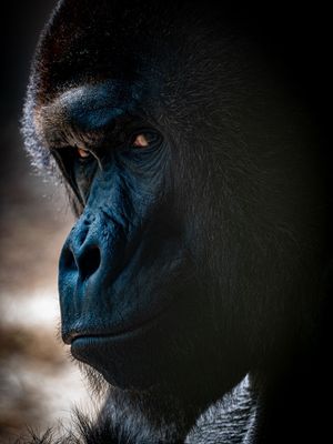 Image post by @discovery on Instagram
