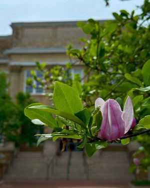 Image post by @ncstatecals on Instagram
