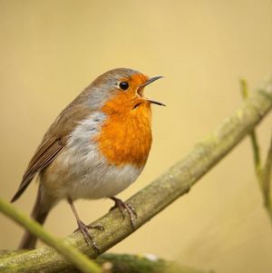Image post by @rspb on Instagram