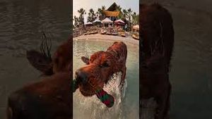 Video post by @gopro on YouTube