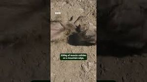 Video post by @bbcearth on YouTube