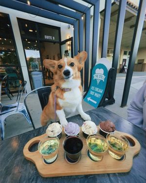 Image post by @ziggy_thecorg on Instagram