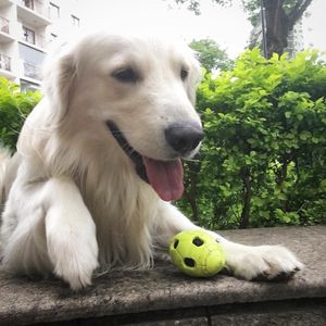 Image post by @mikethewhitegolden on Instagram