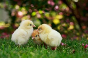 Image post by @AnimalPlanet on Twitter