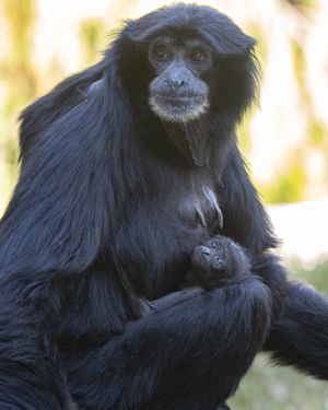 Image post by @sandiegozoo on Instagram