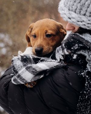 Image post by @triumphpetfood on Instagram