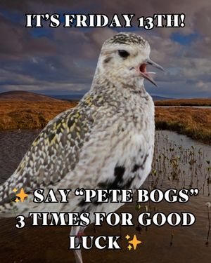 Image post by @rspb on Instagram