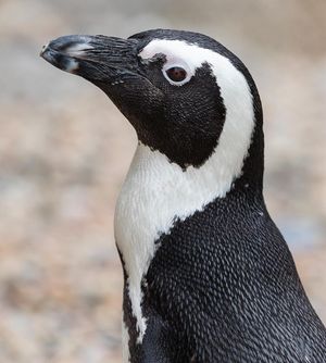Image post by @sandiegozoo on Instagram