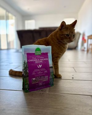 Image post by @cheeeto.the.cat on Instagram