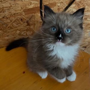 Image post by @brunrik.and.pyrene.ragdolls on Instagram