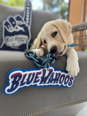 Image post by @canineorg on Instagram