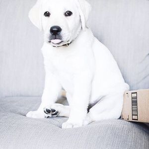 Image post by @amazon on Instagram