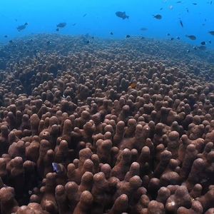 Image post by @discovery on Instagram