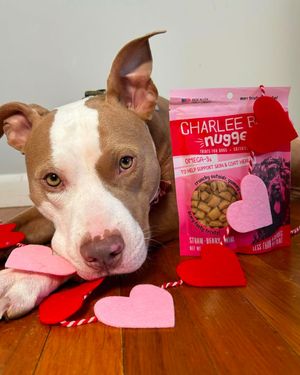 Image post by @charlee_bear_dogtreats on Instagram