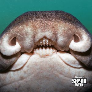 Image post by @sharkweek on Instagram