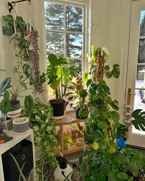 Image post by @reenasplants on Instagram