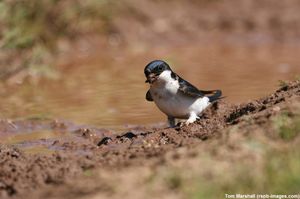 Image post by @rspb on Instagram
