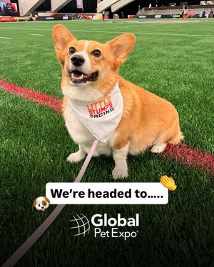 Image post by @ziggy_thecorg on Instagram