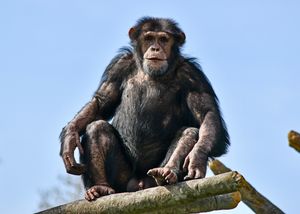 Image post by @detroitzoo on Instagram