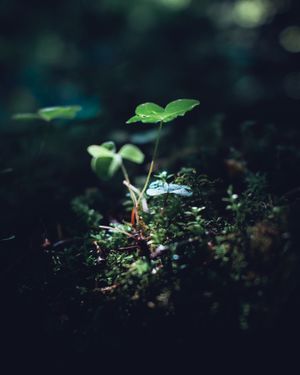 Image post by @netpixelat on Instagram