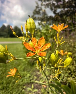 Image post by @ahs_gardening on Instagram
