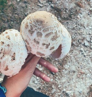 Image post by @amanaturis on Instagram