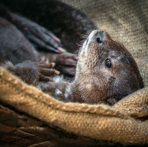 Image post by @sandiegozoo on Instagram
