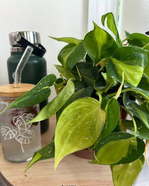 Image post by @reenasplants on Instagram