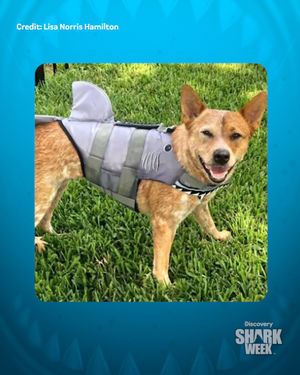 Image post by @animalplanet on Instagram