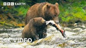 Video post by @bbcearth on YouTube
