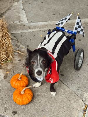 Image post by @walkinpets on Instagram