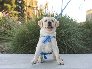 Image post by @canineorg on Instagram