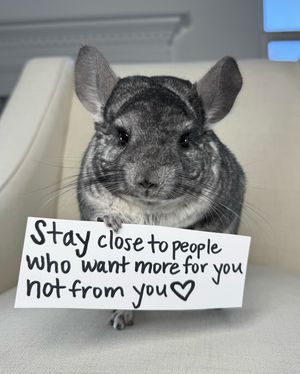 Image post by @phillychinchilly on Instagram