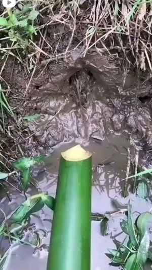 Video post by @operitoambiental on Instagram