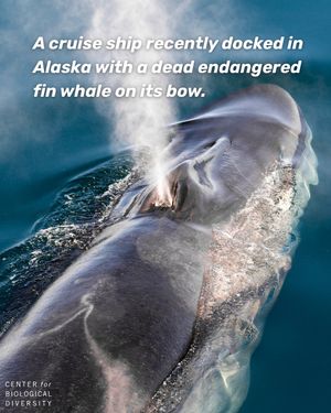 Image post by @centerforbiodiv on Instagram