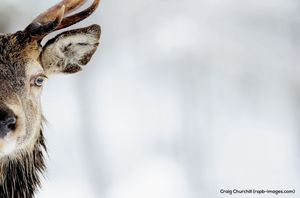 Image post by @rspb on Instagram