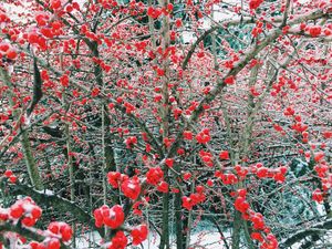 Image post by @ncstate on Instagram