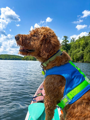 Image post by @canadapooch on Instagram