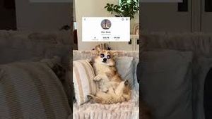 Video post by @hammyandolivia on YouTube