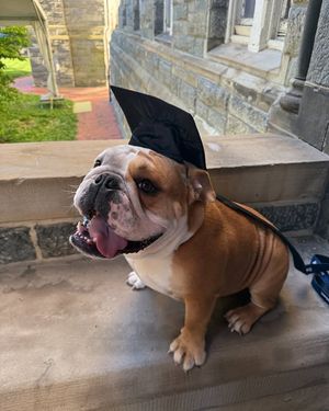 Image post by @gujackbulldog on Instagram