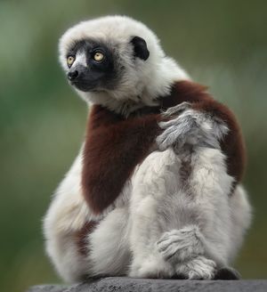 Image post by @sandiegozoo on Instagram