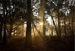 Image post by @rspb on Instagram