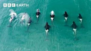 Video post by @bbcearth on YouTube