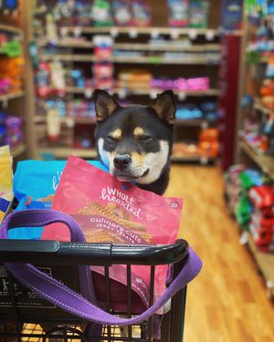 Image post by @petco on Instagram