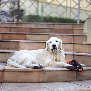 Image post by @mikethewhitegolden on Instagram