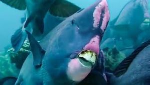 Video post by @bbcearth on YouTube